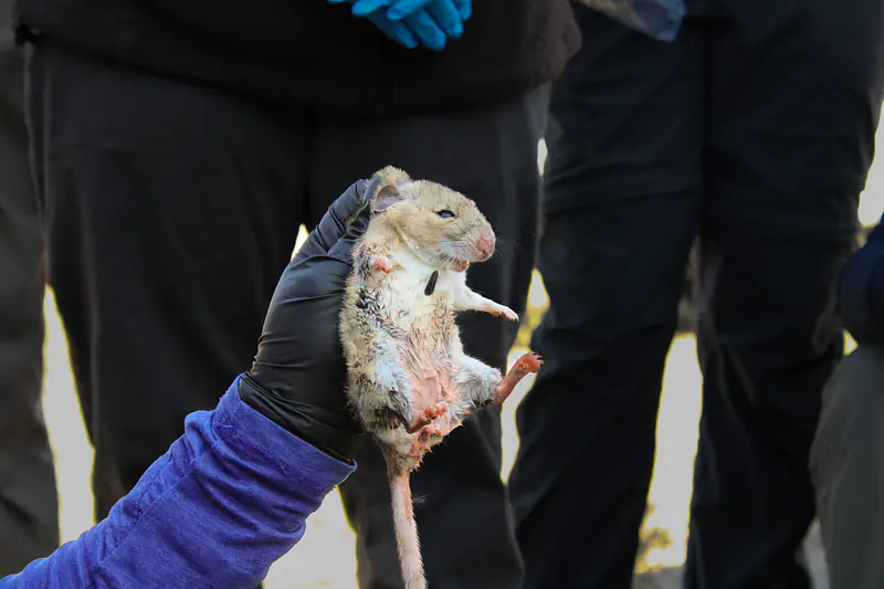 Merriam's kangaroo rat (Dipodomys merriami)