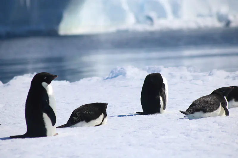 Adélie penguins, standing and lying on their bellies. Credit: Hannes Swart