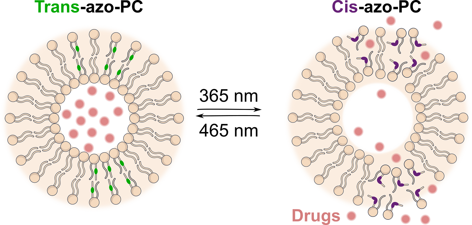 Azo-lipids Isomerization used in intelligent drug delivery systems, activated by UV light