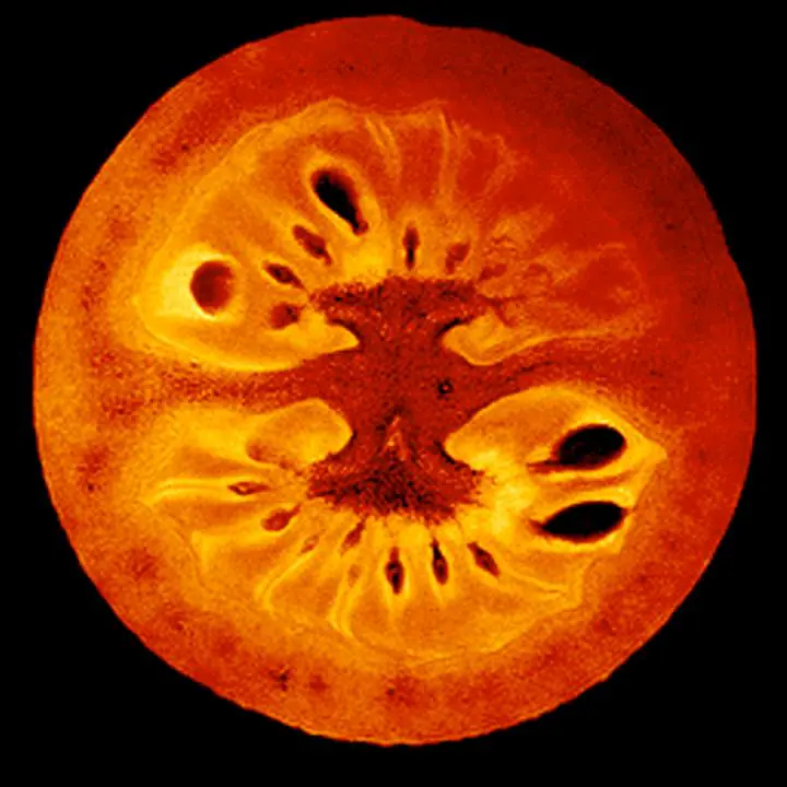 Tomato