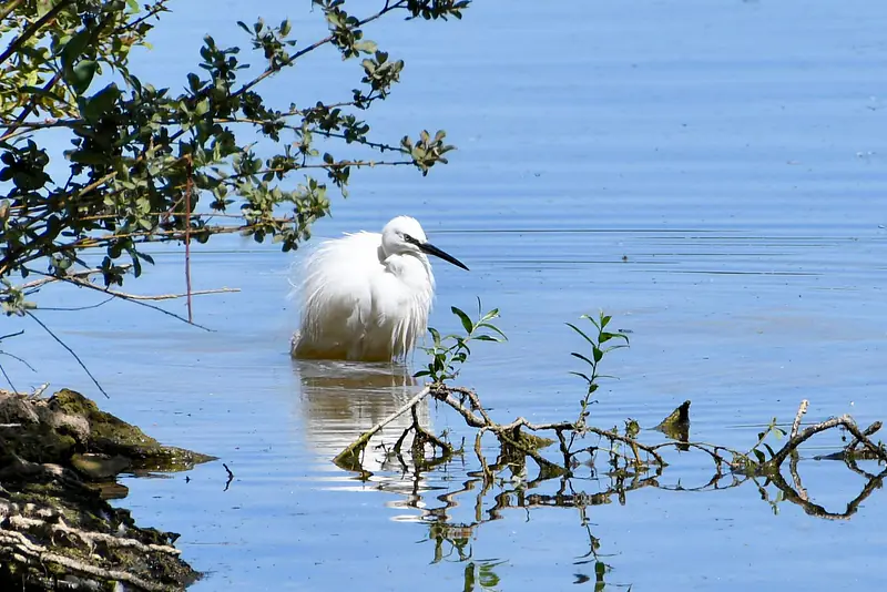 Little egret