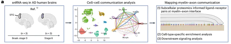 Cell-cell communication analysis of the myelin-axon interface