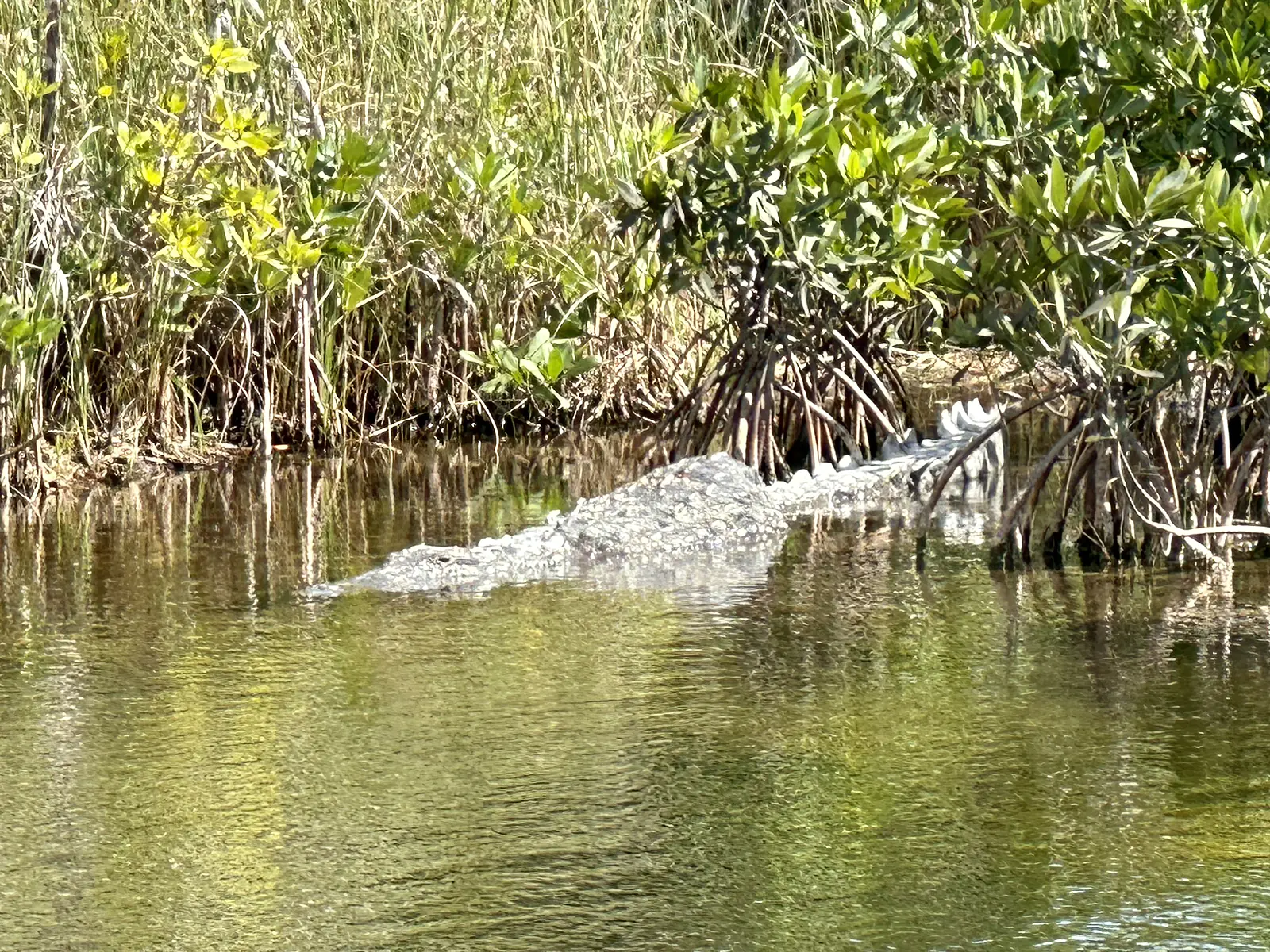 American crocodile at US-EVM