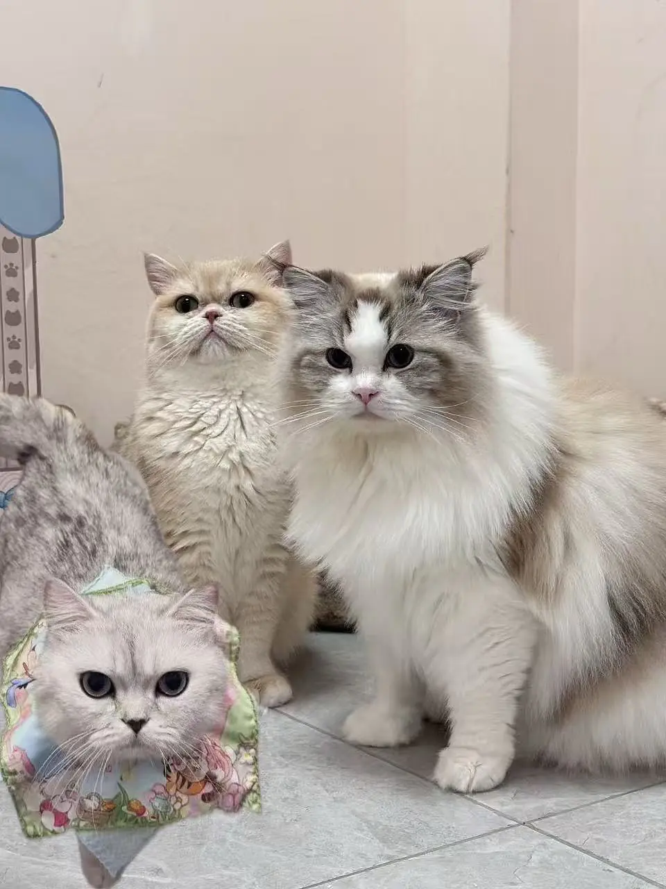 Banner image