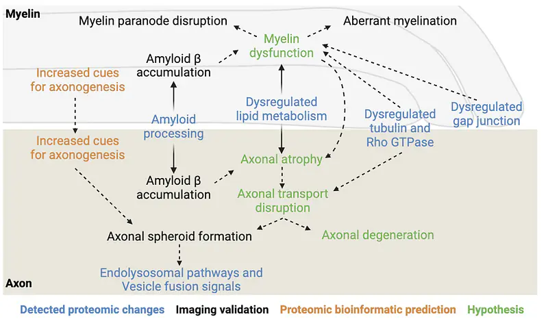 Signaling pathways and biological changes at the myelin-axon interface in Alzheimer's disease