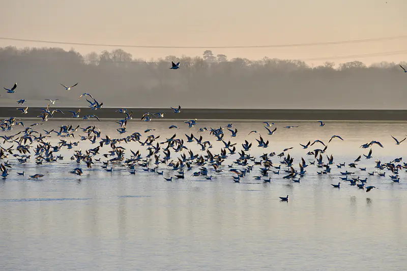 Gulls in winter, Farmoor Reservoir, near Oxford