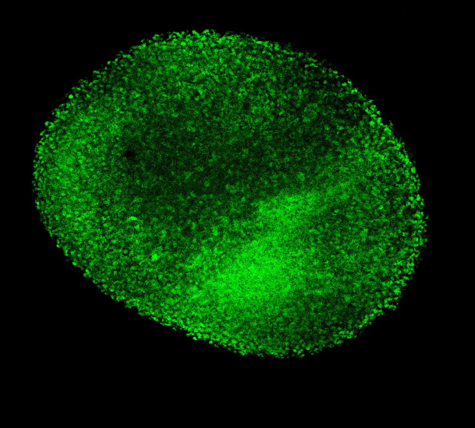 Neurosphere culture of cortical neuronal progenitor cells