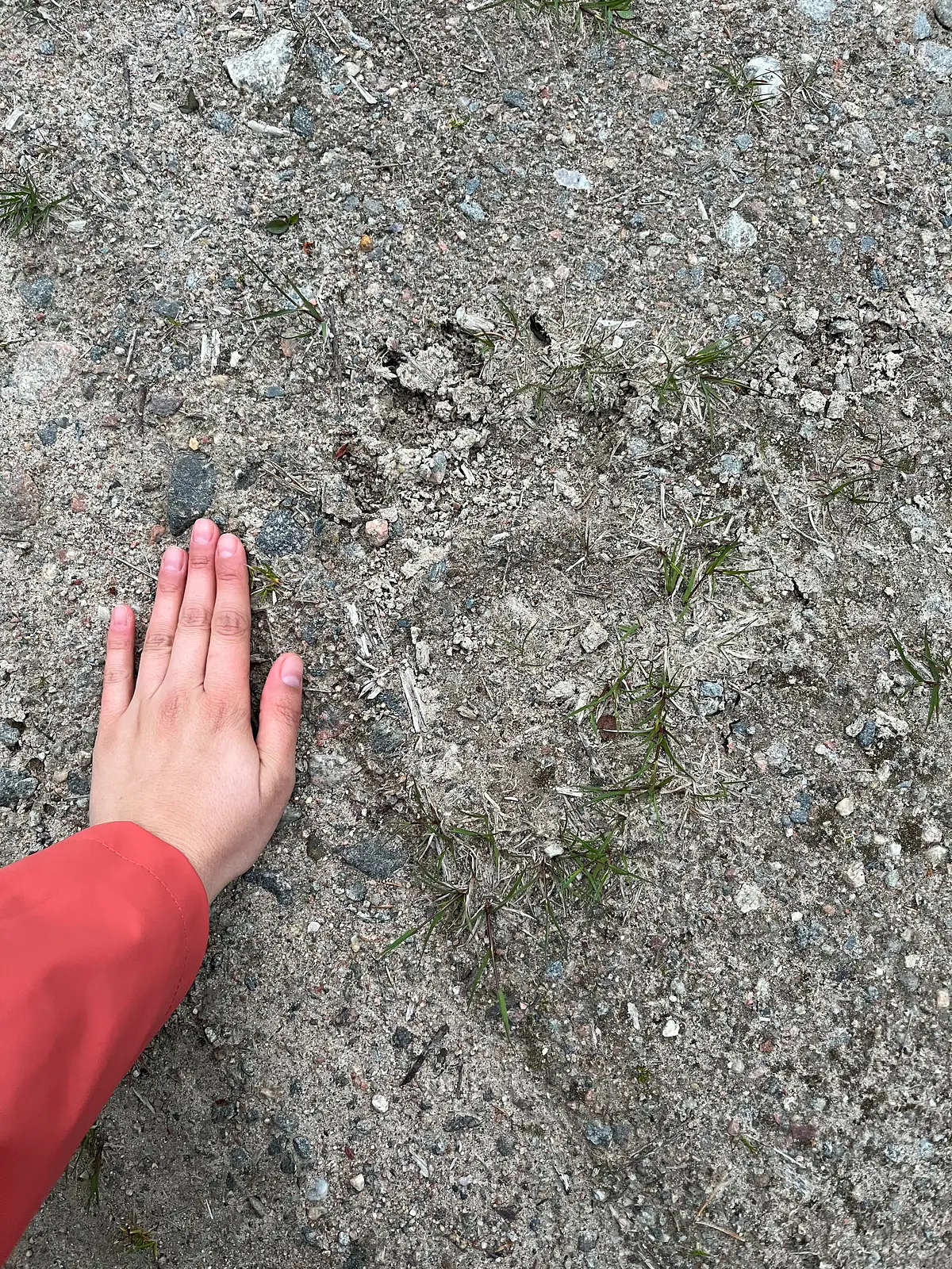 Adult brown bear print (note the claws!)