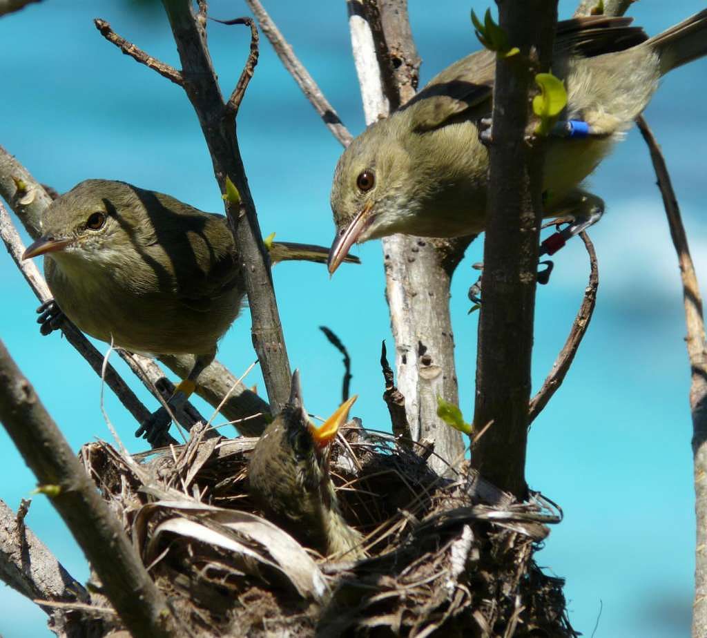 Two adult Seychelles warblers in branches at a nest with a begging chick in it.