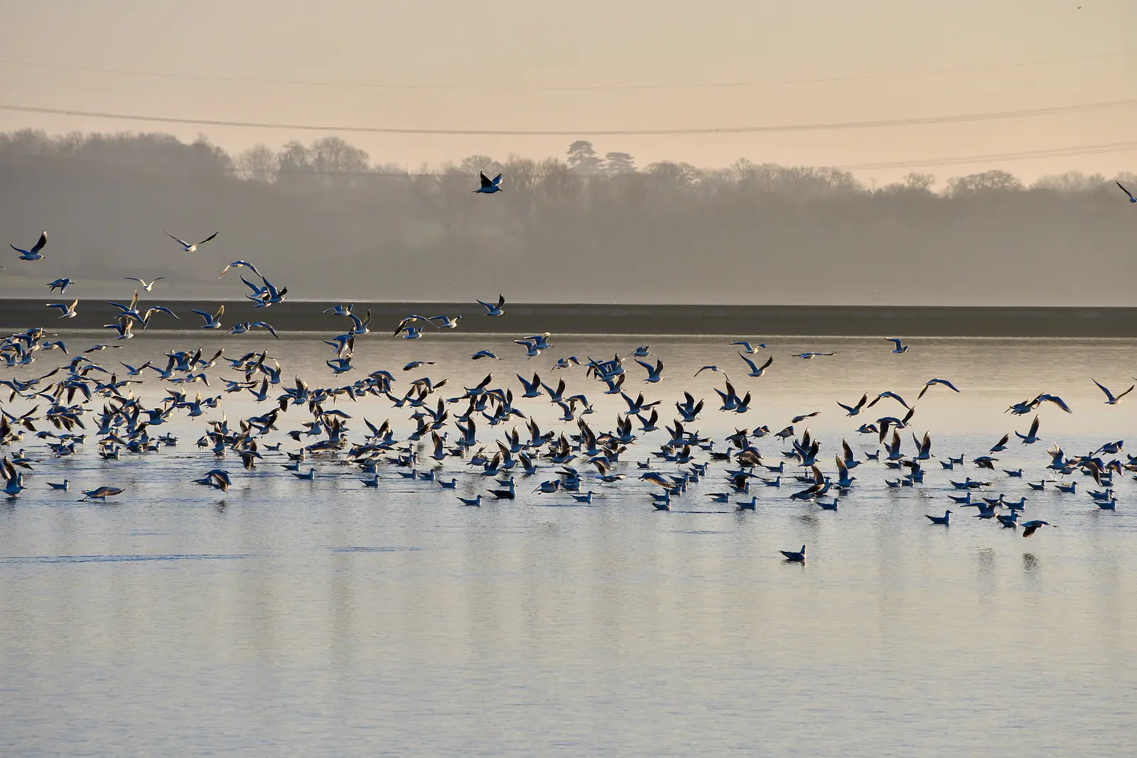 Gulls in winter, Farmoor Reservoir, near Oxford