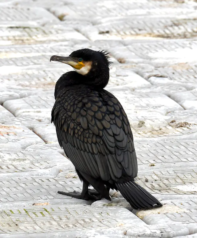Cormorant, Farmoor reservoir, Oxfordshire