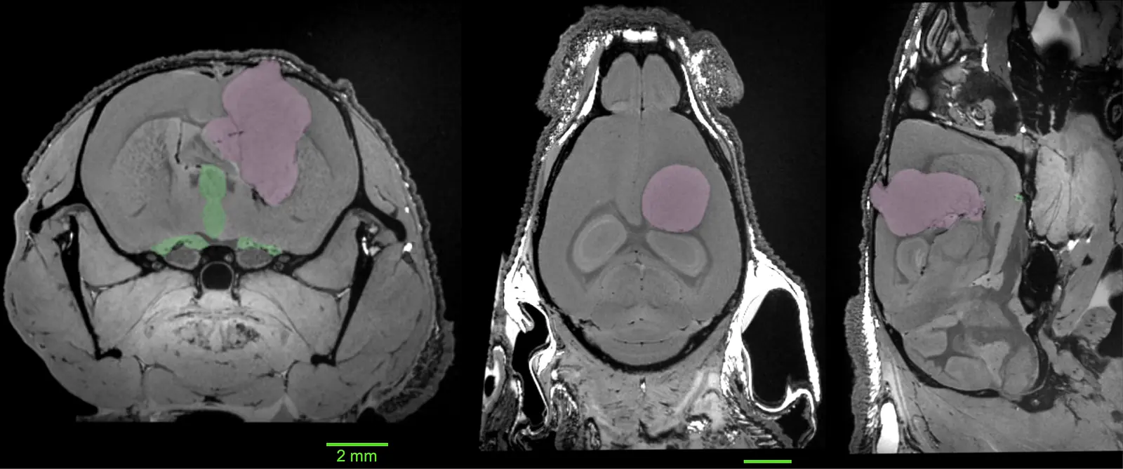 Mouse Glioblastoma