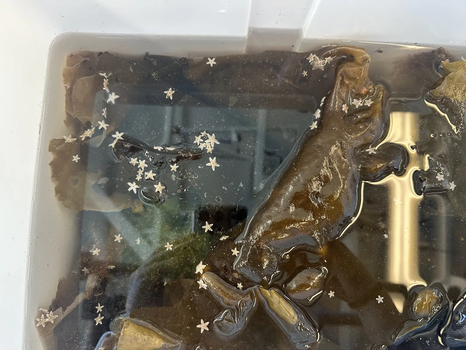 Juvenile sea stars collected from the field