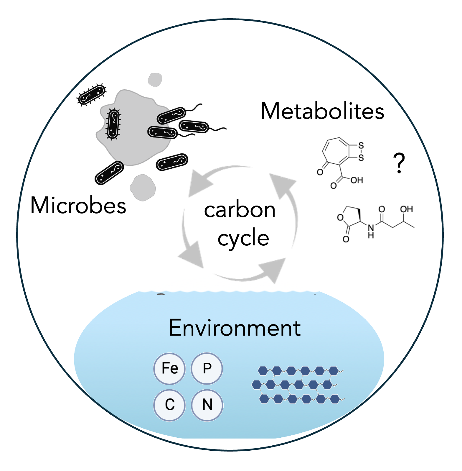 Circle containing microbes, metabolites, and environment, linked by carbon cycle in center