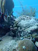 swimming up and down 50 m transect tapes