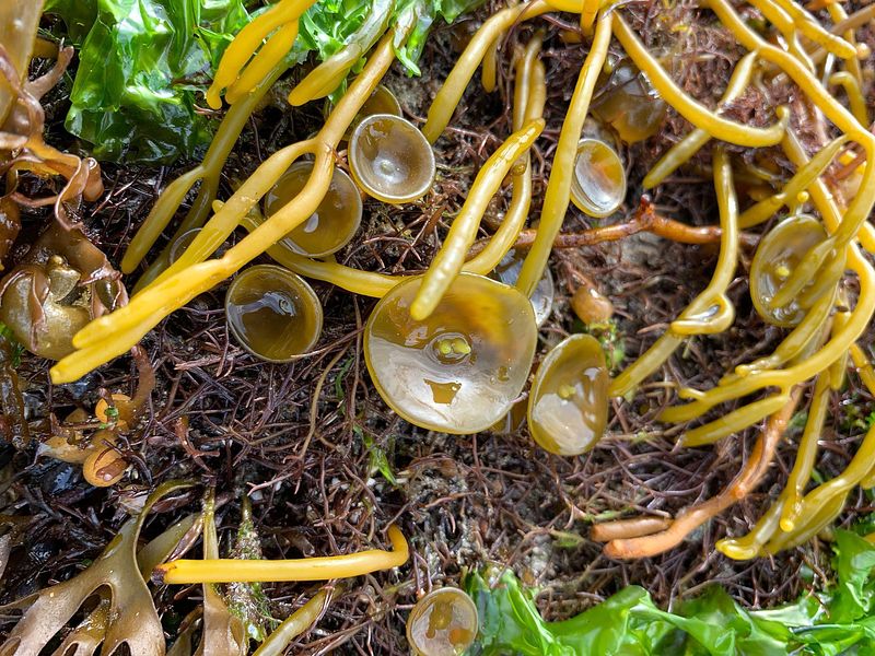 Himanthalia elongata in the coast of Roscoff, France (2022, photo by  Min Zheng).