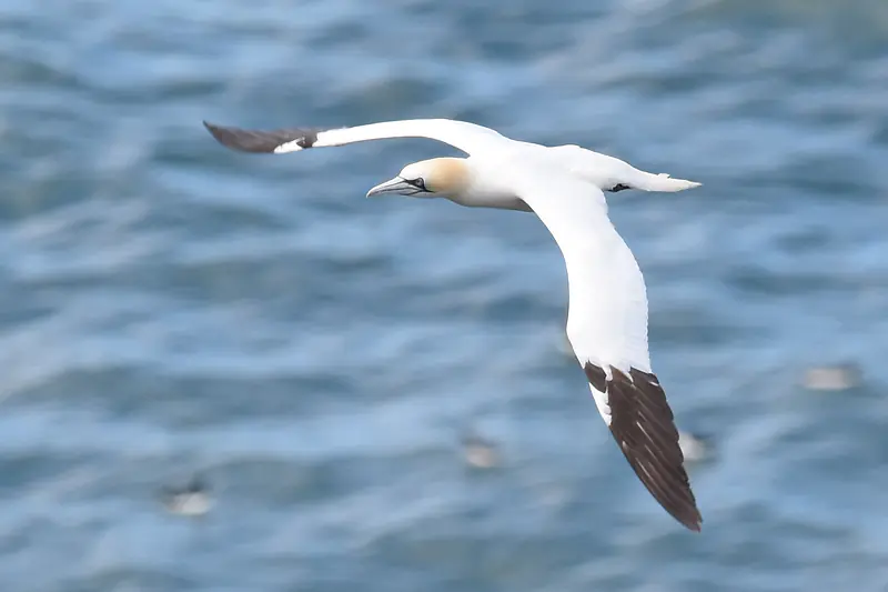 Gannet, gliding, RSPB Bempton Cliffs, Yorkshire, 2017