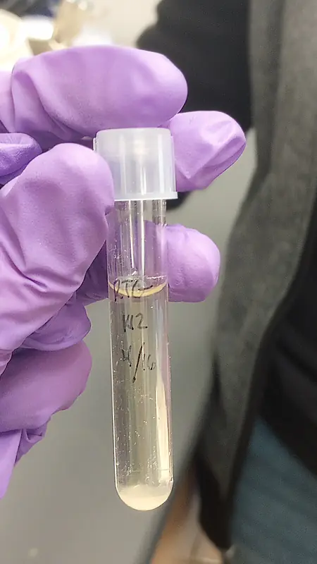 K 12 E. coli culture.