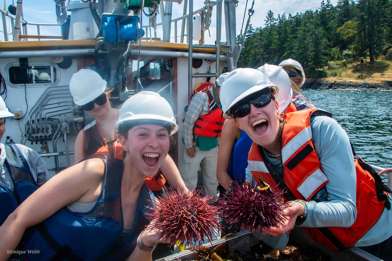 Huge red urchins from the Kittiwake trawl