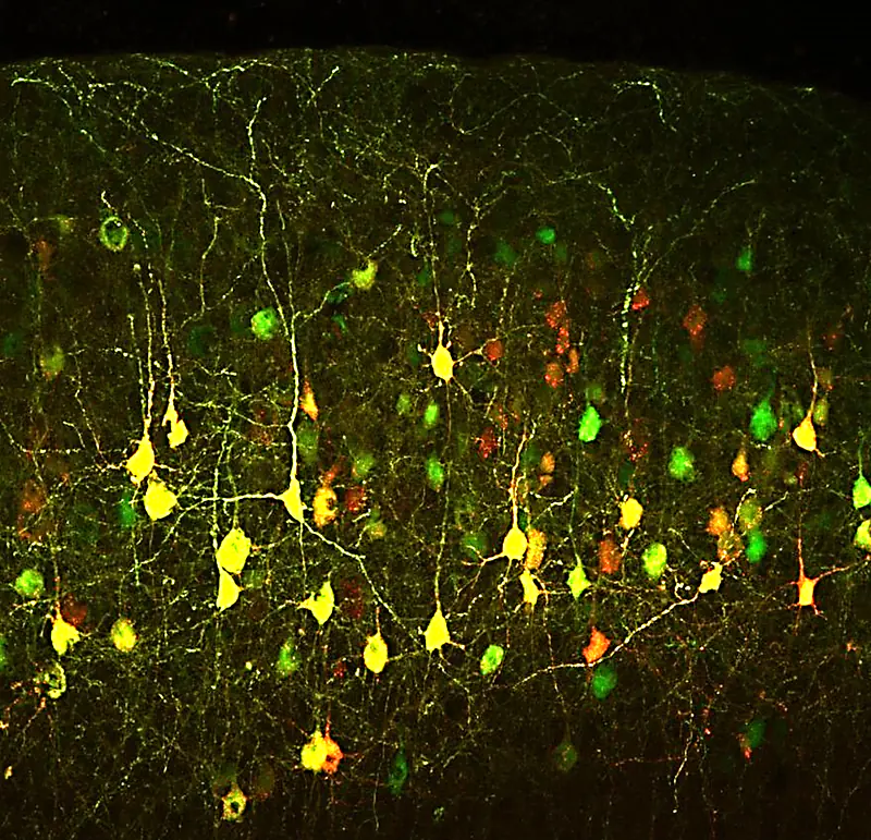 In utero electroporation with GFP and mScarlet marks pyramidal neurons in the cortex.