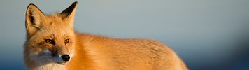 Banner image placeholder