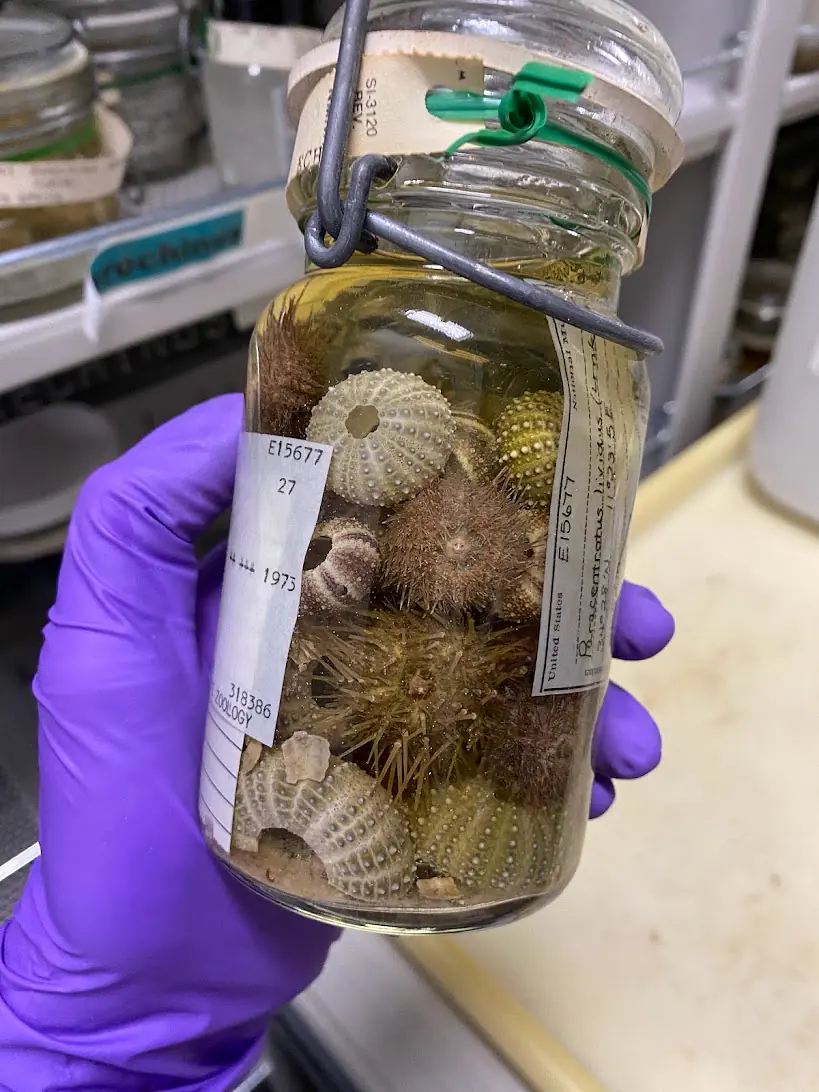 Jar of urchins