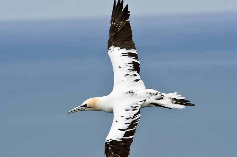 Young gannet, RSPB Bempton Cliffs, Yorkshire, summer 2026