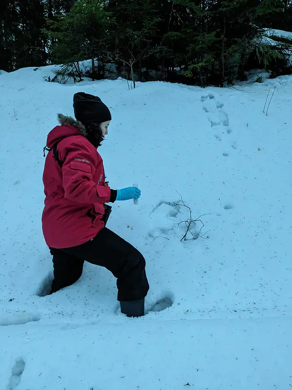 Sampling badger prints in knee-deep snow