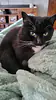 Peppercorn