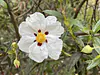 Cistus ladanifer  with fire-stimulated germination