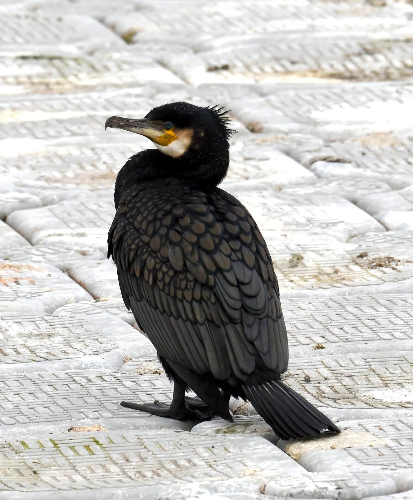 Cormorant, Farmoor reservoir, Oxfordshire