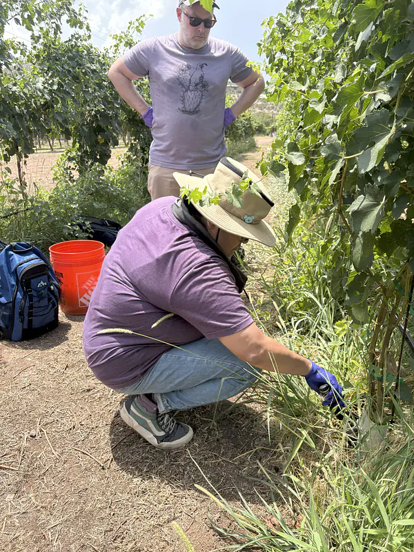 Phyllis collecting root samples at a vineyard in Cornville, AZ; Richie is supervising
