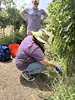 Phyllis collecting root samples at a vineyard in Cornville, AZ; Richie is supervising