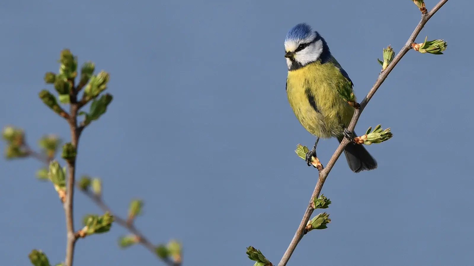 Blue tit, perching