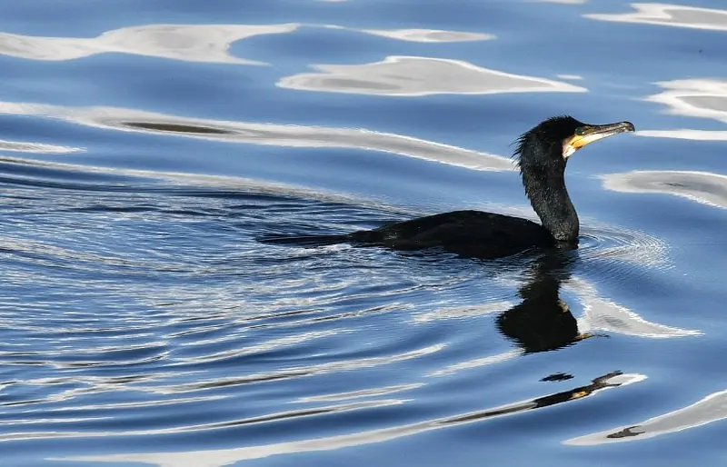 Cormorant gliding, Farmoor reservoir