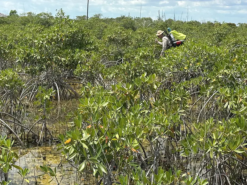 Hiking back through the mangroves from a calibration/maitenance trip to SE1/US-EVM flux tower - August 2025