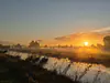 Netherlands, Utrecht, Stichtse Vecht (2025): Sunrise at the polder