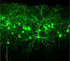 Cortical pyramidal neurons labeled with GFP by in utero electroporation (IUE)