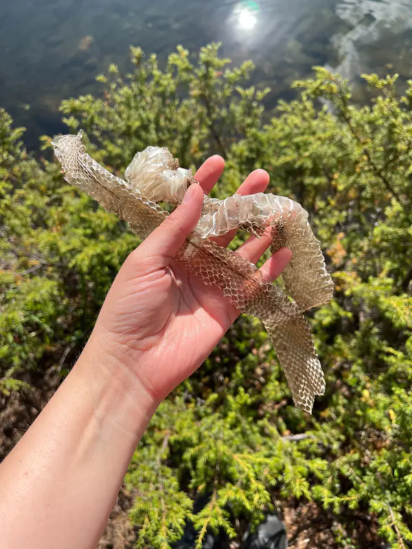 Shedded snake skin, another source of non-invasive DNA