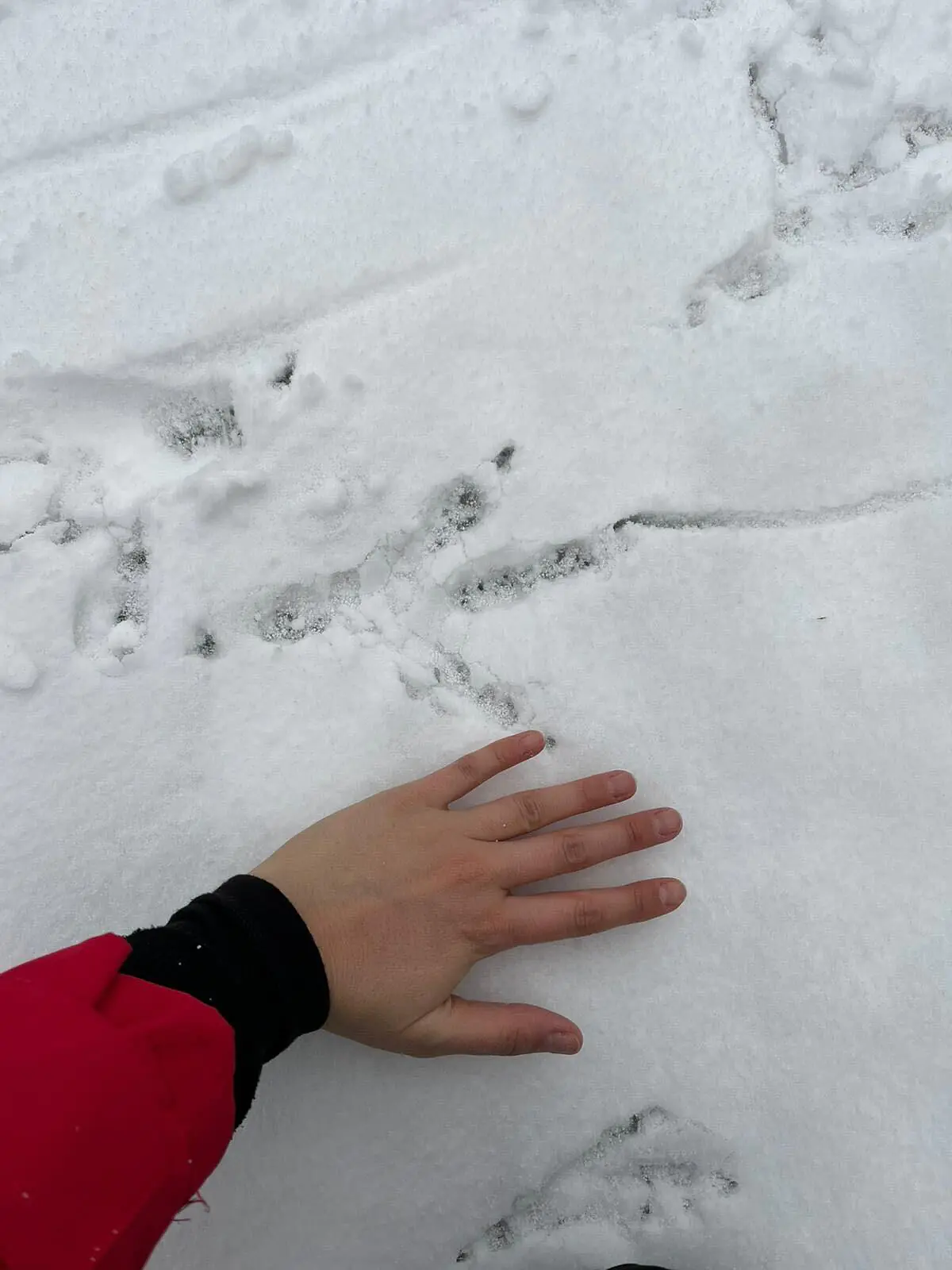 Eagle print