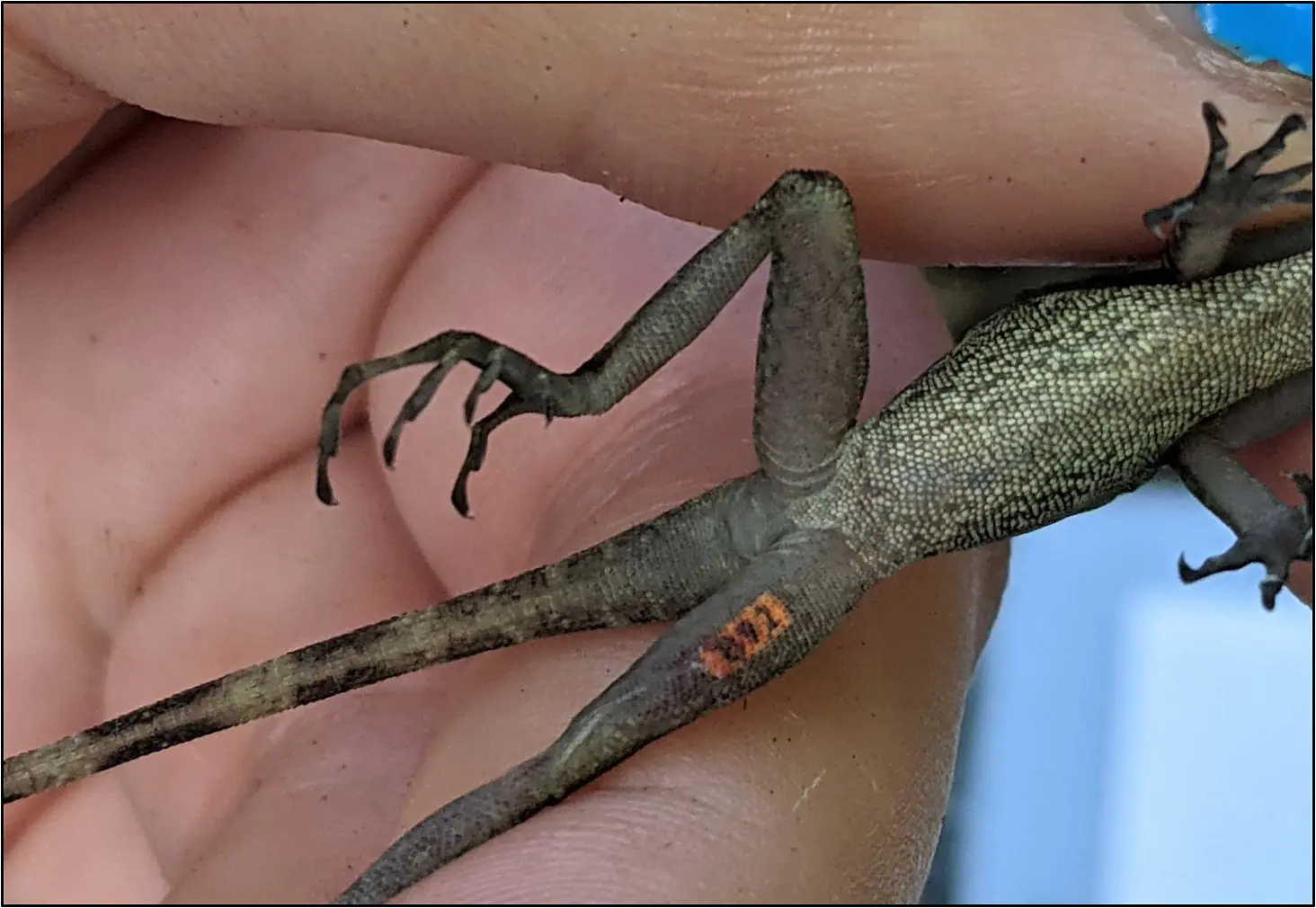 Tagged yellow-chinned anole (Anolis gundlachi) with Tag ID B92 orange.