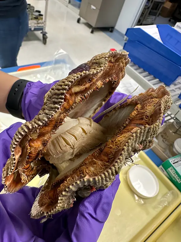 Huge scallop just collected from the ocean