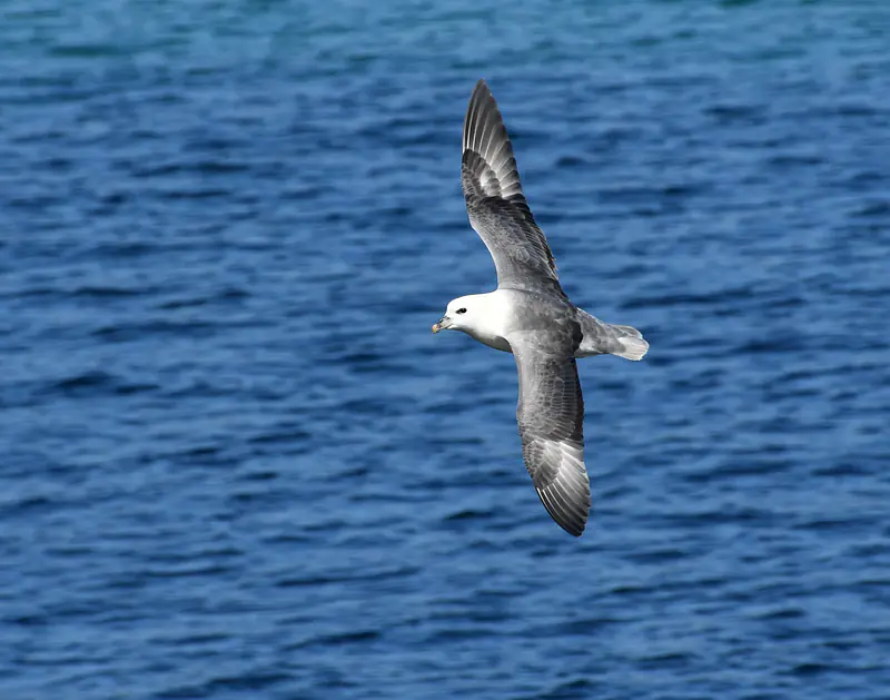 Fulmar, Orkney, summer 2025