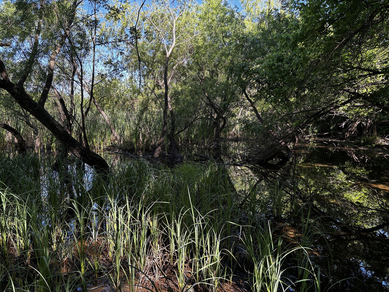 Swamp from Stinchomb Wildlife Refuge