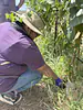 Phyllis collecting root samples at a vineyard in Cornville, AZ