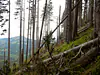 Germany, Bavaria (2018): Dendrochronology fieldwork in the Allgäu Alps