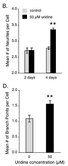 (B) 4 day incubation of UMP at 50uM was able to signficantly increase mean number of neurites per neuron. (D) 50uM of UMP increased mean number of branch points per neuron. (Pooler et al., 2005)