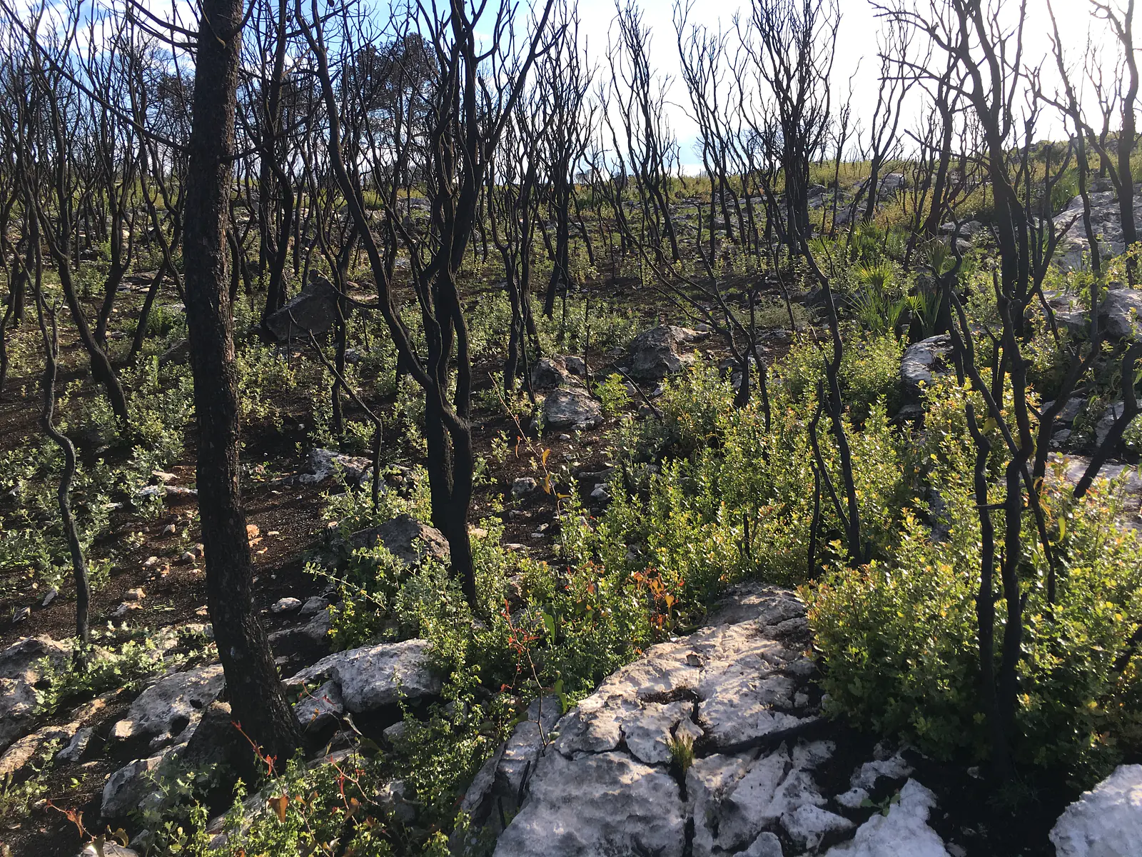 3 months post-fire in Valencia, Spain