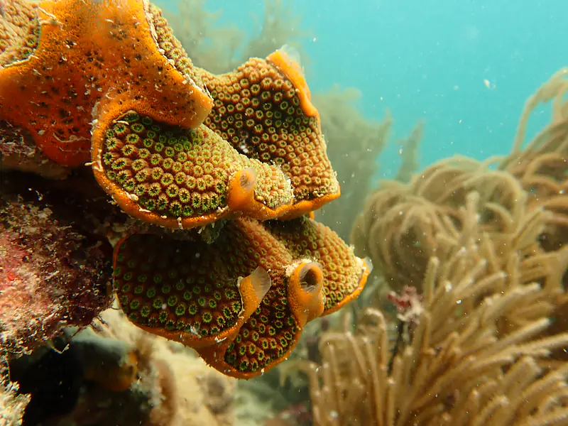 sponge 'icing' on Orbecella faveolata