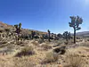 Joshua Tree National Park